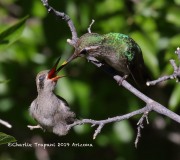0J6A7136Broad-billed_Hummingbirds