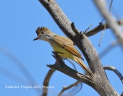 0J6A7221Dusky-capped_Flycatcher