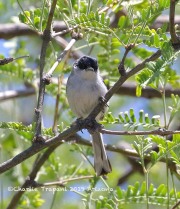 0J6A7313Black-capped_Gnatcatcher