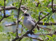 0J6A7316Black-capped_Gnatcatcher