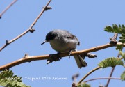 0J6A7328Black-capped_Gnatcatcher