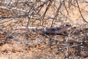 819A1103Desert_Iguana_Buckeye_AZ