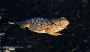 819A1110Royal_Horned_Lizard