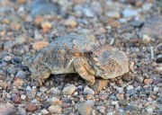 819A1113Royal_Horned_Lizard