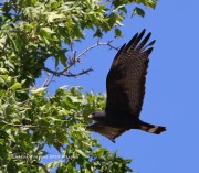 819A1137Zone-tailed_Hawk