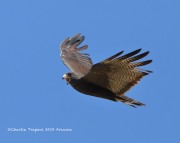 819A1156Zone-tailed_Hawk