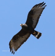 819A1160Zone-tailed_Hawk