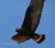 819A1181Zone-tailed_Hawk