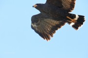 819A1265Common_Black-hawk