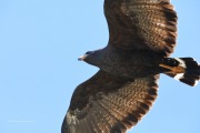 819A1267Common_Black-Hawk