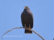 819A1346Common-Black-Hawk