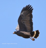 819A1479Common-Black-Hawk
