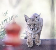 819A1531Young_Bobcat
