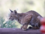 819A1535Bobcat
