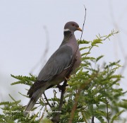 819A1565Band-Tailed_Pigeon