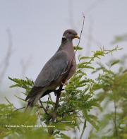 819A1575Band-tailed_Pigeon