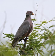 819A1581Band-tailed_Pigeon