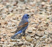 819A1592Blue_Grosbeak
