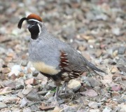 819A1600Gambel's_Quail