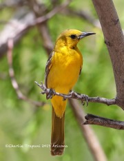 819A1610Hooded_Oriole