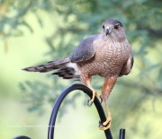 819A1619Cooper_Hawk