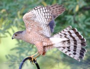 819A1622Cooper_Hawk
