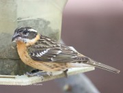 819A1626Black-headed_Grosbeak