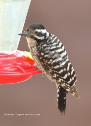 819A1631Ladder-backed_Woodpecker