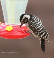 819A1632Ladder-backed_Woodpecker