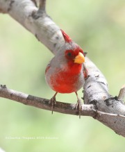 819A1638Pyrrhuloxia