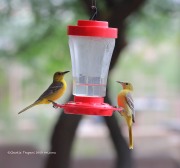 819A1642Hooded_Orioles