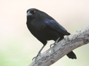819A1648Bronzed_Cowbird