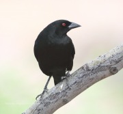 819A1651Bronzed-Cowbird