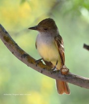 819A1681Ash-throated_Flycatcher
