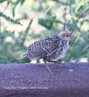 819A1719Gambel_Quail_Chick