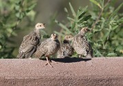 819A1797Gambel_quail_Chicks