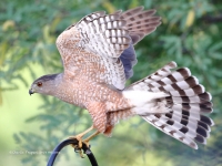 819A1622Cooper_Hawk