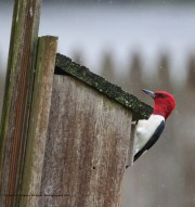 0J6A7362Red-headed_Woodpecker
