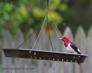 0J6A7367Red-headed_Woodpecker