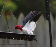 0J6A7368Red-headed_Woodpecker