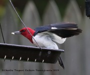 0J6A7370Red-headed_Woodpecker
