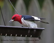 0J6A7375Red-headed_Woodpecker