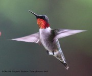 0J6A7388Ruby-throated_Hummingbird