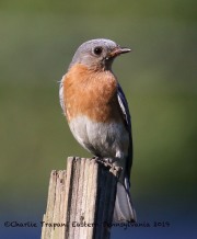 0J6A7469Bluebird