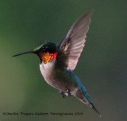 0J6A7483Ruby-throated_Hummingbird
