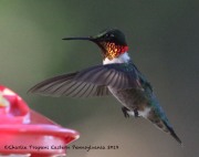 0J6A7486Ruby-throated_Hummingbird