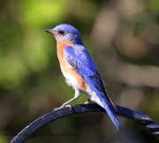 0J6A7524Male_Eastern_Bluebird_Yard