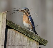 0J6A7534Female_Eastern_Bluebird_Nesting