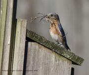 0J6A7537Bluebird