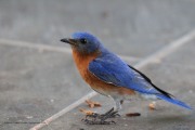 0J6A7545Bluebird